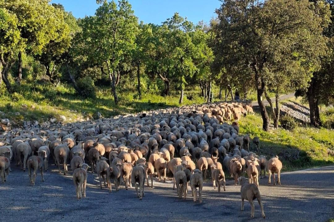 Ventoux 2026 - Trafic local